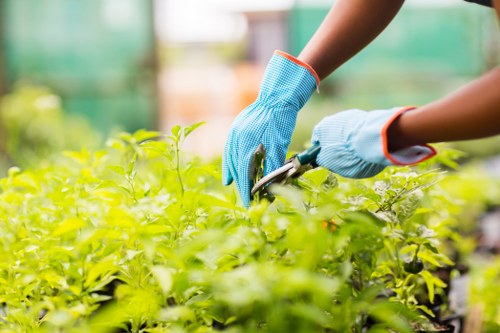 A gardener wearing blue protective gloves is tending to lush, vibrant green shrubs in a well-maintained garden, with the focus on their hands carefully pruning the dense foliage. The garden features a neatly edged lawn in the foreground and a background of multiple mature trees and a low hedge, creating a safe and private outdoor space typical of residential gardens in Uxbridge, close to the UB postcode area. The soil beds are tidy, with dark, healthy earth visible around the base of the plants, indicating attentive gardening maintenance. Soft natural daylight illuminates the scene, suggesting a clear, mild-weather day conducive to outdoor gardening. This detailed view demonstrates precise plant care, aligning with professional landscaping services by Landscapers Uxbridge, emphasizing attention to detail in garden pruning and shrub maintenance as part of their gardening services.