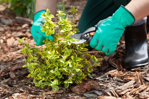 A gardener wearing bright green gloves is seen planting or trimming a small shrub with variegated green and yellow leaves in a landscaped garden area. The shrub is situated on a bed of dark brown bark mulch, which covers the ground around it. Behind the shrub, there is a neatly maintained lawn with lush green grass, and further back, out-of-focus trees and shrubbery can be seen, indicating a well-kept outdoor space typical of residential gardens in Uxbridge. The scene is lit by natural daylight, suggesting fair weather conditions, and the overall environment appears tidy and professionally maintained, reflecting the quality of outdoor gardening and landscaping services offered by Landscapers Uxbridge on the local postcode area. This detailed image showcases essential elements of garden landscaping, including plant maintenance and careful soil and mulch edging, aligning with professional gardening practices in the region.