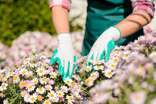 Professional pruning of shrubs and trees
