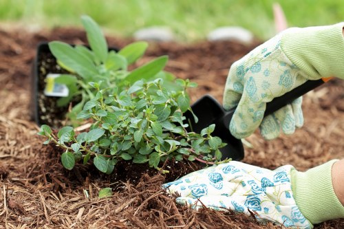 A close-up view of a gardener planting a small shrub in a prepared garden bed with rich, dark soil, surrounded by other young plants in individual containers. The gardener is wearing light green gardening gloves with blue patterns and is using a small trowel to carefully position the shrub, which features bright green leaves. The background shows a lush, green outdoor space, indicating a well-maintained front or back garden in Uxbridge. The garden bed has clean edges, with some decorative stones visible along the border. This scene illustrates detailed garden planting work typical of professional landscaping and gardening services offered by Landscapers Uxbridge, capturing natural tones of green and brown, and highlighting the process of careful planting in a landscaped outdoor environment.