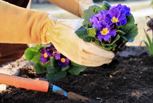 A gardener wearing yellow gardening gloves is planting a vibrant purple and yellow primrose flower into dark, rich soil within a well-maintained garden bed. The garden features a neatly edged flower bed with healthy plant borders, and a garden trowel with an orange handle is resting on the soil nearby. In the background, there are additional green foliage and possibly other flowering plants, indicating a landscaped outdoor space in Uxbridge. The scene is illuminated by natural daylight, with mild weather conditions suitable for outdoor gardening activities, reflecting professional lawn and garden care practices by Landscapers Uxbridge. The garden layout includes a combination of flower beds and soil areas, designed to enhance the natural beauty of the garden while supporting sustainable gardening and landscaping services typical of the local area.