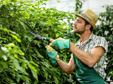 A man wearing a straw hat, plaid shirt, and gardening gloves is trimming dense green foliage with pruning shears in a well-maintained garden, which features a lush hedge, a grassy lawn area, and a paved pathway. The garden is part of an outdoor space in Uxbridge, with natural light suggesting a bright, clear day. The scene reflects professional gardening and landscaping work, with attention to trimming and maintaining shrubbery, typical of services offered by landscapers in the area. The setting includes a mix of textures: the glossy leaves, neatly trimmed hedge, soft grass, and smooth paving surface, all contributing to a tidy and inviting landscape layout. The background contains taller trees and additional garden features, emphasizing a landscaped outdoor environment suitable for various gardening services provided by Landscapers Uxbridge.