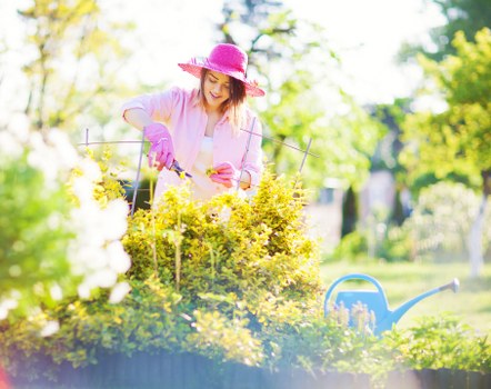 A woman wearing a pink wide-brimmed hat, pink gardening gloves, and light clothing is tending to a garden bed in an outdoor space, surrounded by a variety of plants and shrubs with bright yellow foliage. She is using gardening tools, likely pruning or planting, with sunlight filtering through the trees in the background, creating a naturally lit scene with a lush, green environment. The garden features a mixture of flowering plants and leafy bushes, with a neatly maintained lawn or soil area nearby. In the foreground, there is a blue watering can partially visible, indicating ongoing garden care. The overall setting appears well-kept and vibrant, typical of a residential garden in Uxbridge, with natural tones of green, yellow, and hints of pink from her attire, suitable for professional gardening and lawn care services by Landscapers Uxbridge.