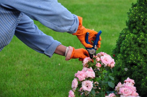 Step-by-step hedge trimming process in progress